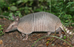Texas man shoots armadillo, gets hit in face by bullet ricochet